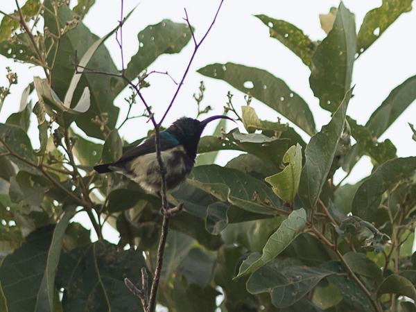 <h3><a href="/trips/srilanka/biota/animalia/chordata/aves/040 passeriformes/112 nectariniidae/cinnyris lotenius/cinnyris lotenius-en.html">Cinnyris&nbsp;lotenius</a> / Loten's&nbsp;sunbird / Lotens&nbsp;honingzuiger</h3>NIKON D500 with AF-S Nikkor 300mm f/2.8G IF-ED VR II, 1/2500 sec at F3.5, ISO 320, distance 19.9&nbsp;m